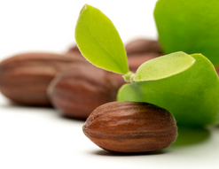 DW Jojoba Colorless Organic