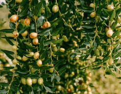 Iso Jojoba™50