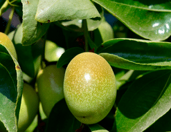 Jojoba Ester 70