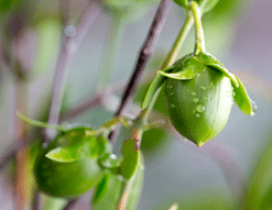 Jojoba Glaze™ - HV BF
