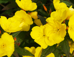 Lipovol Evening Primrose